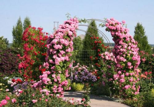 Плющ для арки. Общие рекомендации желающим украсить забор, строения, участок.