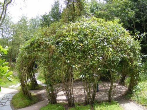 Беседка из ивы в саду своими руками. Красивейшая беседка из ивы в саду своими руками 04 Беседка из ивы в саду своими руками. Красивейшая беседка из ивы в саду своими руками 04