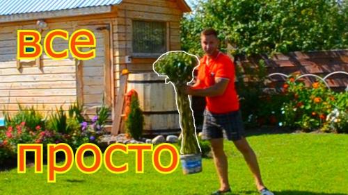 Ива плетеная уход. Плетёная ива своими руками из обычного куста