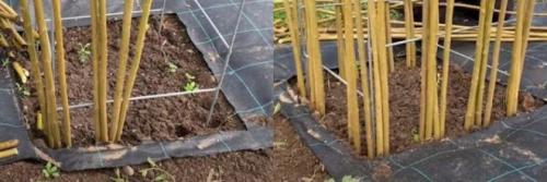 Плетеная беседка из ивы. Живая беседка из ивы своими руками