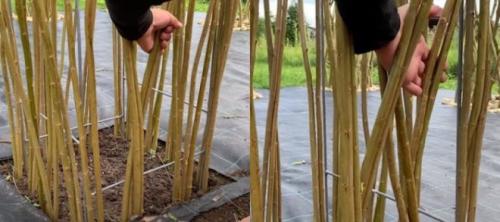 Беседки из ивы своими руками. Живая беседка из ивы своими руками