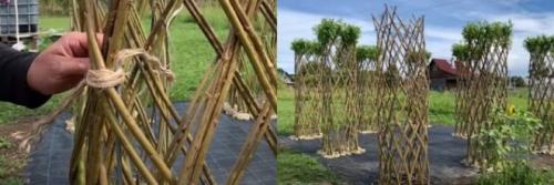 Беседки из ивы своими руками. Живая беседка из ивы своими руками