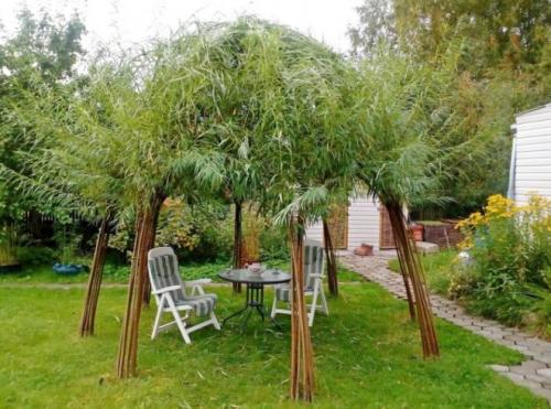 Беседки из ивы своими руками. Живая беседка из ивы своими руками