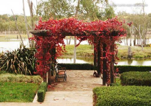 Как сделать живую беседку. Особенности живых беседок