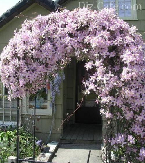 Как сделать живую беседку. Особенности живых беседок