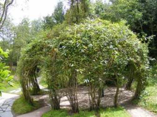 Беседка из лозы своими руками. Как сделать беседку из ивы в саду: выбор места, плетение каркаса, отделка пола и выбор мебели