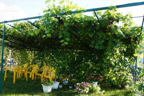 Как правильно построить виноградную беседку. Беседка из винограда, особенности конструкции