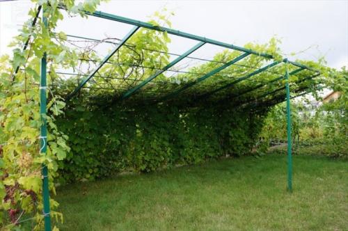Беседка с виноградом. Разнообразие беседок