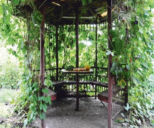 Как правильно построить виноградную беседку. Беседка из винограда, особенности конструкции