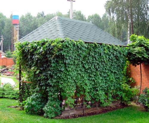 Как сделать беседку из дикого винограда. Какой сорт взять для беседки?