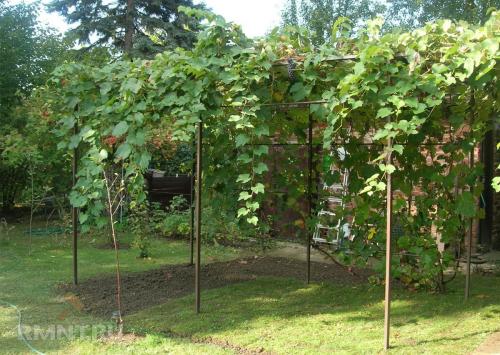 Как правильно построить виноградную беседку. Беседка из винограда, особенности конструкции 18 Как правильно построить виноградную беседку. Беседка из винограда, особенности конструкции 18