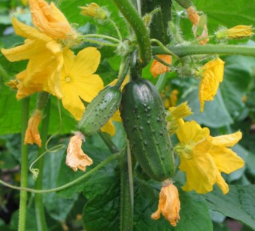 Многолетние вьющиеся растения для арки. Вьющиеся растения для арки быстрорастущие многолетние зимостойкие