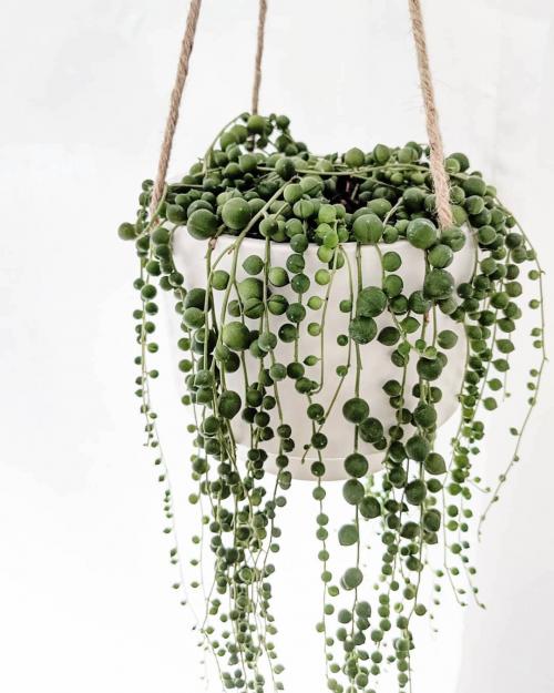 Вьющиеся растения для арок. Девять лучших быстрорастущих вьющихся цветов для забора, арок и шпалер на даче 04