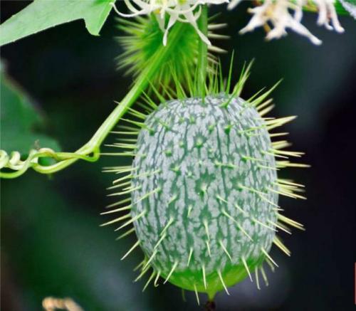 Многолетние вьющиеся растения для арки. Вьющиеся растения для арки быстрорастущие многолетние зимостойкие