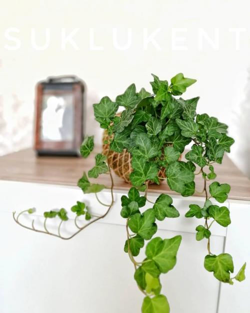 Вьющиеся растения для арок. Девять лучших быстрорастущих вьющихся цветов для забора, арок и шпалер на даче 05