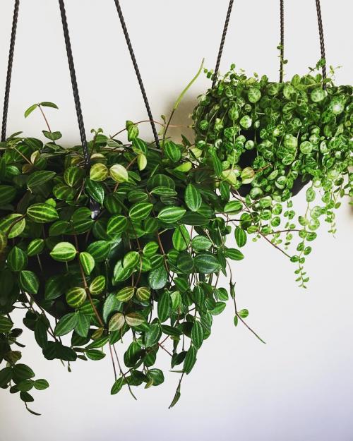 Вьющиеся растения для арок. Девять лучших быстрорастущих вьющихся цветов для забора, арок и шпалер на даче 07