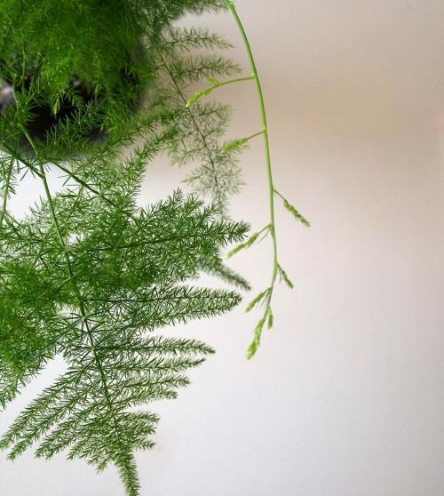 Вьющиеся растения для арок. Девять лучших быстрорастущих вьющихся цветов для забора, арок и шпалер на даче 02