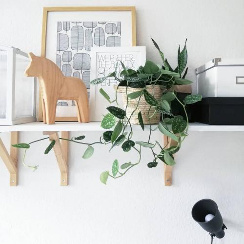 Многолетние и неприхотливые лианы для арок. Многолетние листопадные лианы 14 Многолетние и неприхотливые лианы для арок. Многолетние листопадные лианы 14