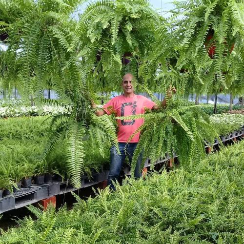 Вьющиеся растения для арок. Девять лучших быстрорастущих вьющихся цветов для забора, арок и шпалер на даче 01