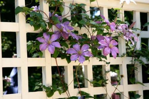 Шпалера своими руками для клематиса. Опора для клематиса своими руками: правила выбора и виды конструкции