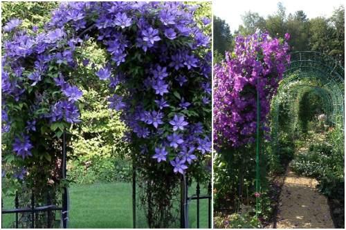 Шпалера своими руками для клематиса. Опора для клематиса своими руками: правила выбора и виды конструкции