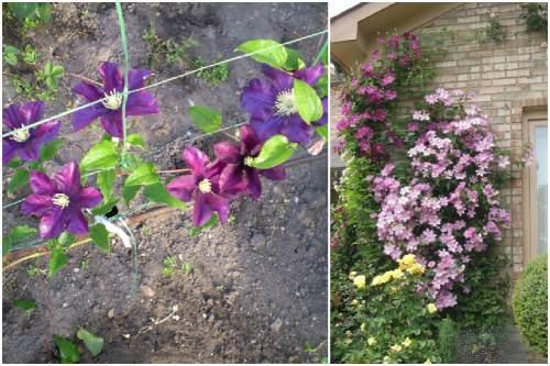 Шпалера своими руками для клематиса. Опора для клематиса своими руками: правила выбора и виды конструкции