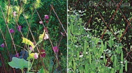 Как сделать опоры для вьющихся растений своими руками. Лучшие идеи шпалер для огурцов, фасоли и прочих вьющихся растений (более 40 фото) 05 Как сделать опоры для вьющихся растений своими руками. Лучшие идеи шпалер для огурцов, фасоли и прочих вьющихся растений (более 40 фото) 05