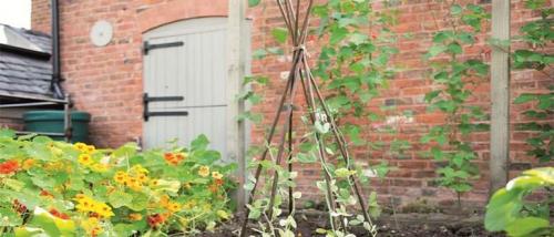 Опора для комнатных растений своими руками. Опора для цветов своими руками из подручных материалов