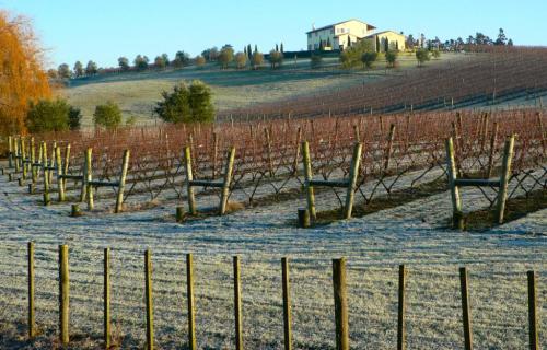 Изготовление шпалеры под вьющиеся растения. История