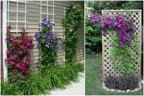 Шпалера своими руками для клематиса. Опора для клематиса своими руками: правила выбора и виды конструкции