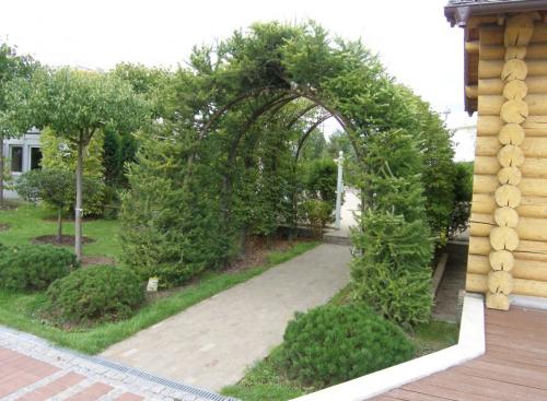 Живая беседка из ивы. Этапы создания «живой» беседки из ивы 35