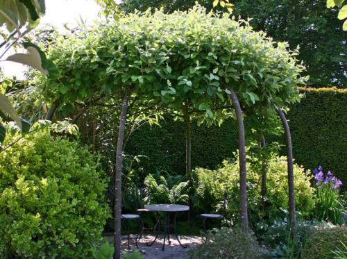 Живая беседка из ивы. Этапы создания «живой» беседки из ивы 32