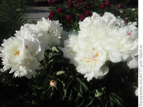 Опоры для пионов своими руками. Полезная находка для поддержки кустов пионов и не только...