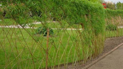 Забор из живой ивы. Как делается живая изгородь из ивы своими руками