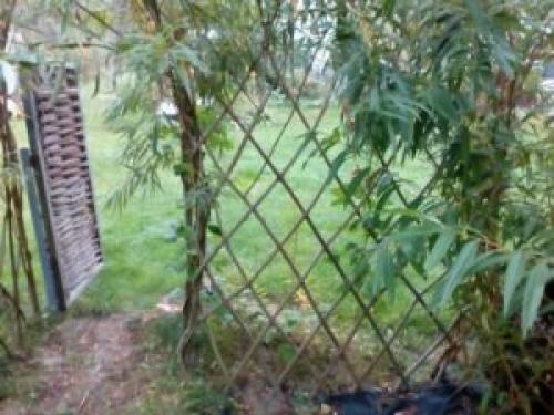 Забор из живой ивы. Как делается живая изгородь из ивы своими руками