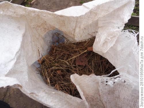 Под какие культуры можно вносить хвойный опад. Мульчирование хвойным опадом