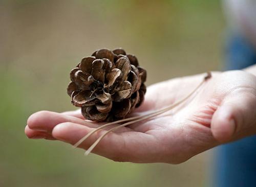 Много идей, что можно сделать из иголок хвойных деревьев. Спосо. Использование хвои в качестве удобрения 05 Много идей, что можно сделать из иголок хвойных деревьев. Спосо. Использование хвои в качестве удобрения 05