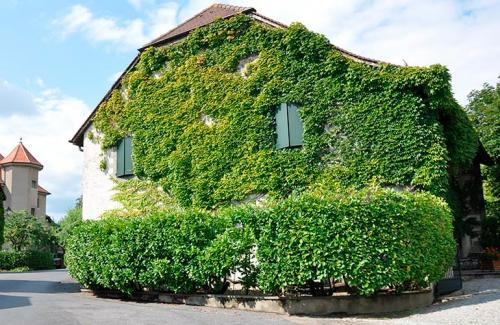 Многолетние вьющиеся растения для арки. Вьющиеся растения для сада — названия популярных видов, примеры оформления