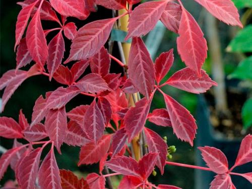 Арка из девичьего винограда. Девичий виноград в ландшафтном дизайне приусадебного участка