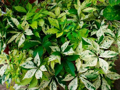 Арка из девичьего винограда. Девичий виноград в ландшафтном дизайне приусадебного участка