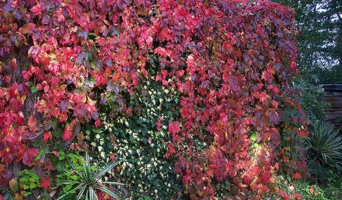 Арка из девичьего винограда. Девичий виноград в ландшафтном дизайне приусадебного участка