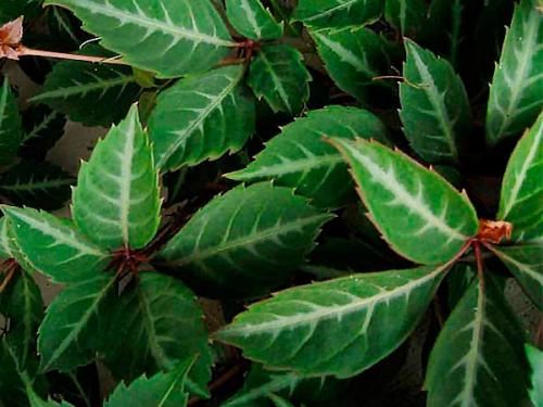 Арка из девичьего винограда. Девичий виноград в ландшафтном дизайне приусадебного участка