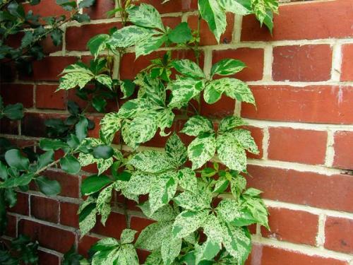 Арка из девичьего винограда. Девичий виноград в ландшафтном дизайне приусадебного участка