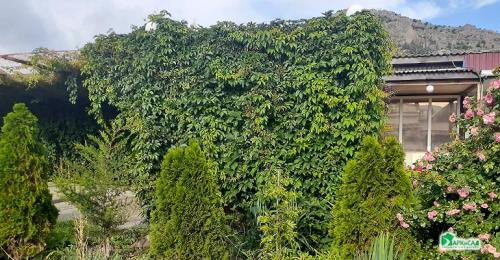 Арка из девичьего винограда. Девичий виноград в ландшафтном дизайне приусадебного участка