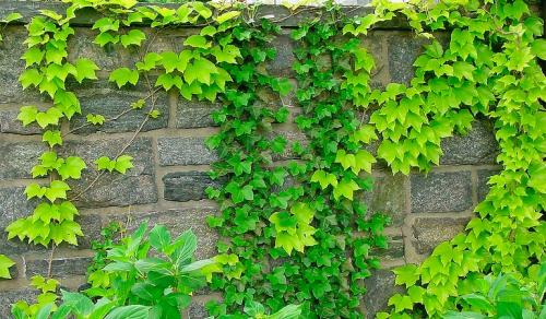 Арка из девичьего винограда. Девичий виноград в ландшафтном дизайне приусадебного участка