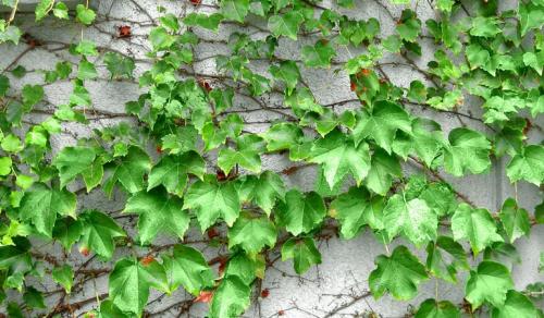 Арка из девичьего винограда. Девичий виноград в ландшафтном дизайне приусадебного участка