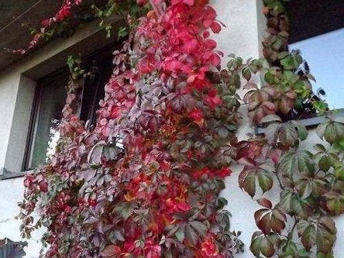 Арка из девичьего винограда. Девичий виноград в ландшафтном дизайне приусадебного участка