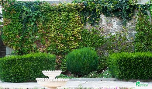 Арка из девичьего винограда. Девичий виноград в ландшафтном дизайне приусадебного участка