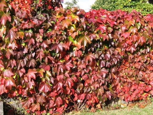 Арка из девичьего винограда. Девичий виноград в ландшафтном дизайне приусадебного участка