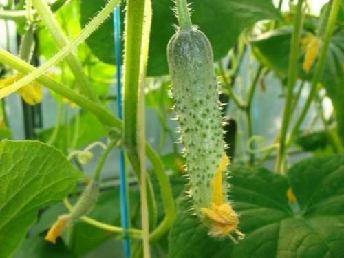 Шпалера для огурцов из арматуры. Шпалера для огурцов: строим простые и удобные шпалеры своими руками (135 фото и видео)